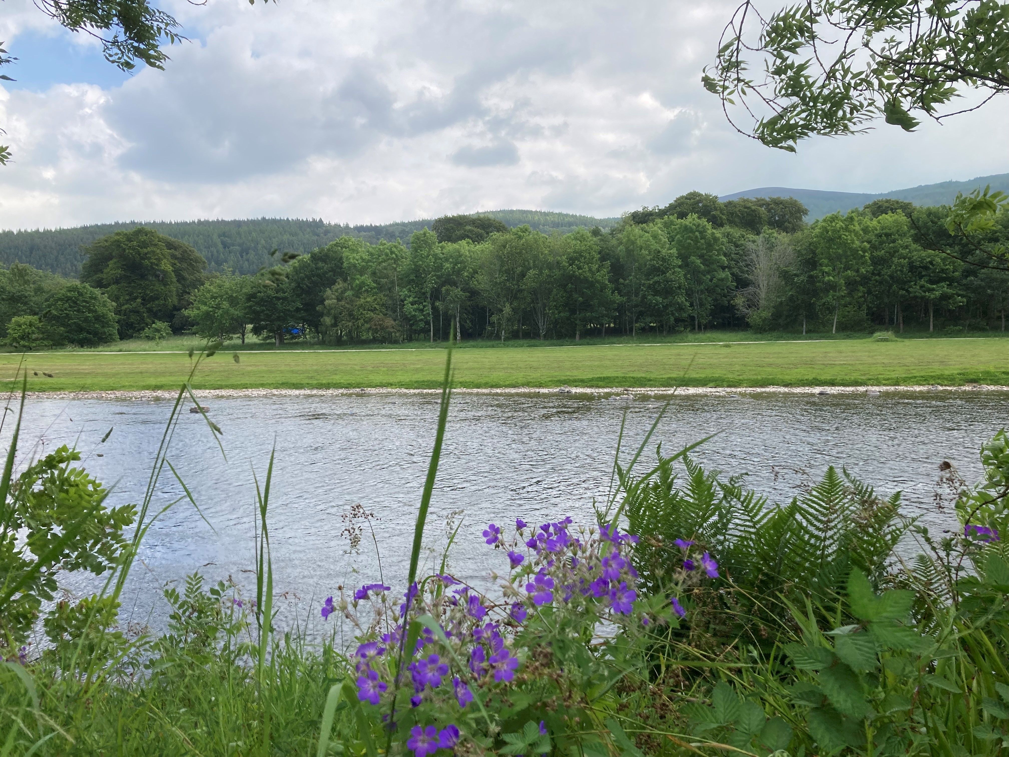 Greenery and wild flowers rest on the banks of a wide river. On the far bank, there is grass before a bank of trees and hills in the distance. 