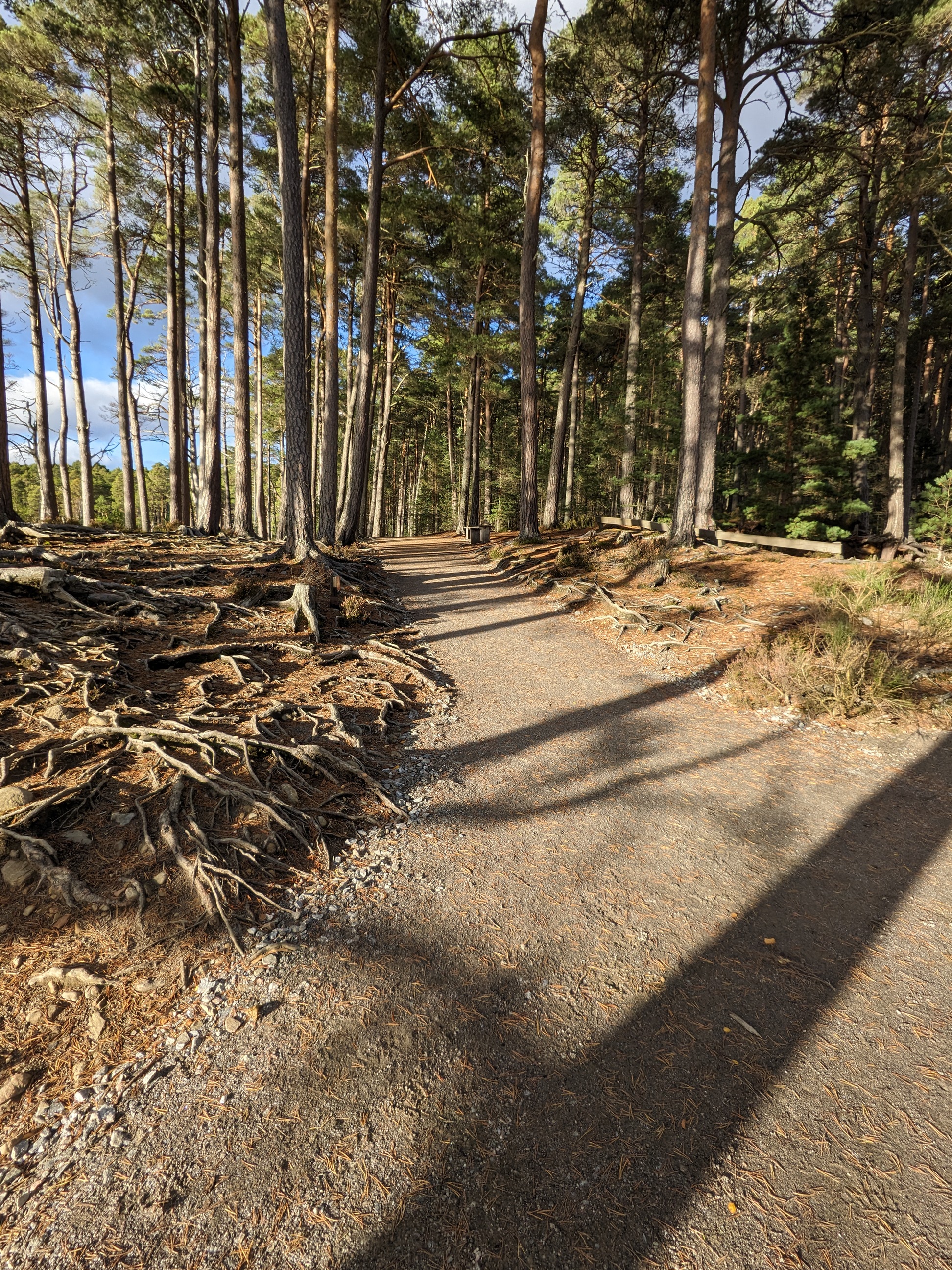 A gravel path cuts through a forest of tall pine trees. Shadows cast by the trees create a dappled light effect on the path.